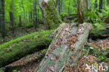 Wildnisgebiet Dürrenstein