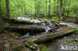 Wildnisgebiet Dürrenstein