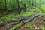 Wildnisgebiet Dürrenstein