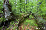 Wildnisgebiet Dürrenstein