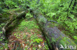 Wildnisgebiet Dürrenstein