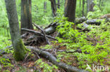 Wildnisgebiet Dürrenstein