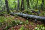 Wildnisgebiet Dürrenstein