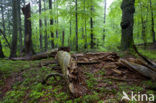 Wildnisgebiet Dürrenstein