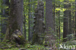 Wildnisgebiet Dürrenstein