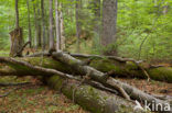 Wildnisgebiet Dürrenstein