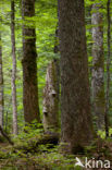 Wildnisgebiet Dürrenstein