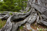 Wildnisgebiet Dürrenstein