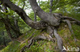 Wildnisgebiet Dürrenstein