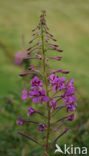 Wilgeroosje (Chamerion angustifolium)