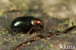 Willow Flea Beetle (Crepidodera aurata)