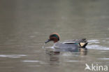 Green-winged Teal (Anas crecca)