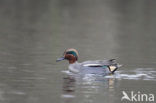 Wintertaling (Anas crecca) 