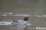 Wintertaling (Anas crecca) 