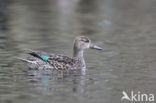 Green-winged Teal (Anas crecca)