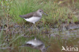 Witgatje (Tringa ochropus)