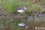 Witgatje (Tringa ochropus)