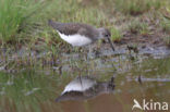 Witgatje (Tringa ochropus)