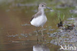 Witgatje (Tringa ochropus)