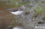 Witgatje (Tringa ochropus)