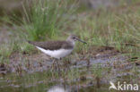 Witgatje (Tringa ochropus)