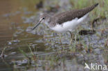 Witgatje (Tringa ochropus)