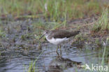 Witgatje (Tringa ochropus)