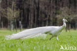 Witte Pauw (Pavo spec.)