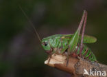 Wrattenbijter (Decticus verrucivorus) 