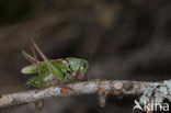 Wrattenbijter (Decticus verrucivorus) 