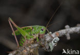 Wrattenbijter (Decticus verrucivorus) 