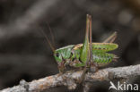 Wrattenbijter (Decticus verrucivorus) 