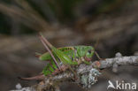 Wrattenbijter (Decticus verrucivorus) 