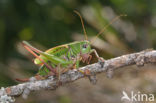 Wrattenbijter (Decticus verrucivorus) 