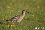 Eurasian Curlew (Numenius arquata) 