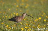 Eurasian Curlew (Numenius arquata) 