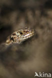 Sand Lizard (Lacerta agilis)