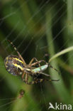 wasp spider (Argiope bruennichi)