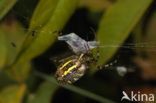 wasp spider (Argiope bruennichi)