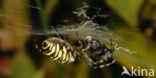 wasp spider (Argiope bruennichi)