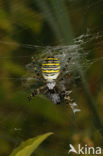 wasp spider (Argiope bruennichi)