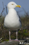 Zilvermeeuw (Larus argentatus)