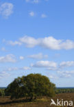 Common Oak