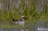 Garganey (Anas querquedula)