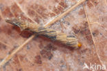 Adicella reducta