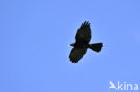 Yellow-billed Chough (Pyrrhocorax graculus)