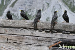 Yellow-billed Chough (Pyrrhocorax graculus)