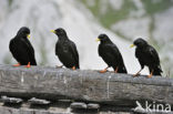 Alpenkauw (Pyrrhocorax graculus)