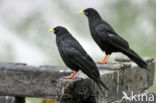 Alpenkauw (Pyrrhocorax graculus)