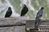 Alpenkauw (Pyrrhocorax graculus)